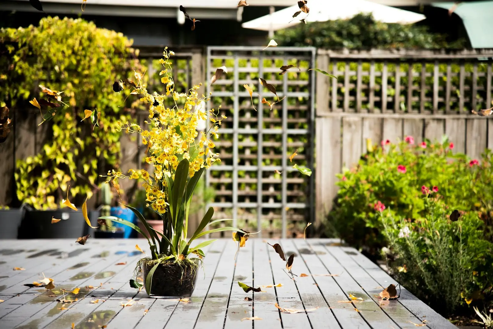 potless plant on wooden porch