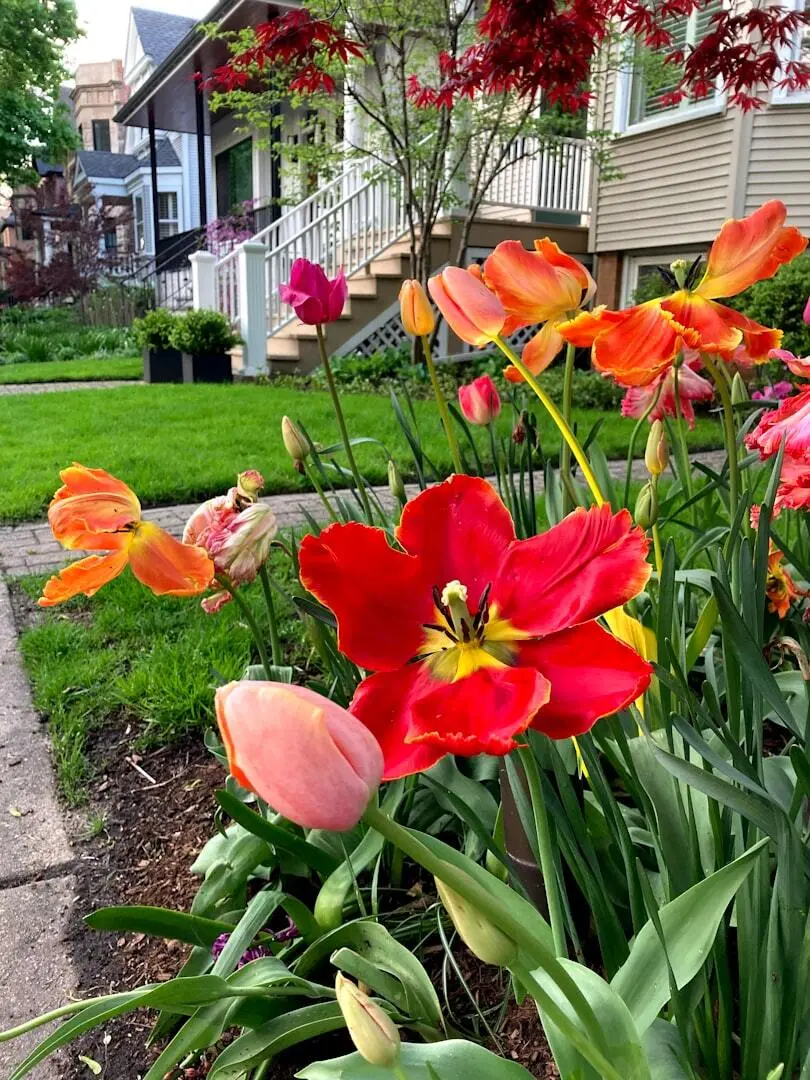 a bunch of flowers that are in the grass