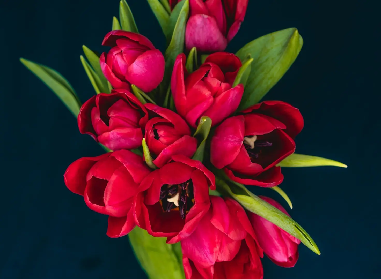 red tulips bouquet