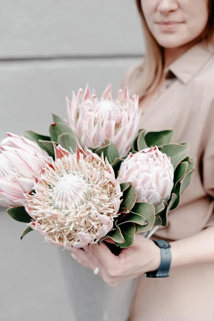 person holding white and pink flower