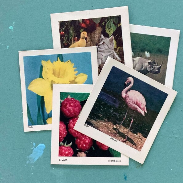 Imagebonpoint-bouvier-doc