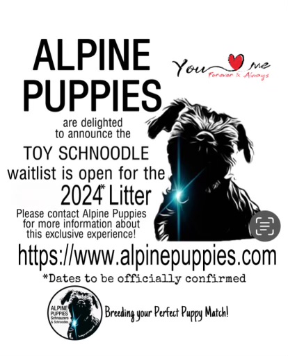 Toy schnoodles for clearance sale